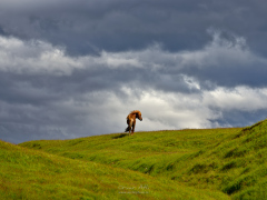 _IMG6267_1920Pixels_WM