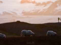 _IMG6839_1920Pixels_WM