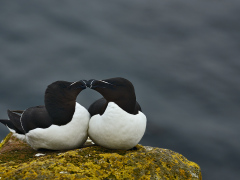 Guillemots