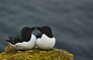 Guillemots