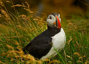 Puffinn at Látrabjarg