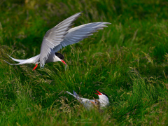 _IMG6543_1920Pixels_WM