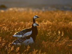 _IMG6747_1920Pixels_WM
