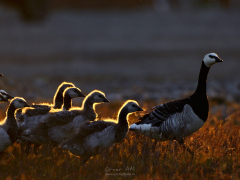 _IMG6786_1920Pixels_WM