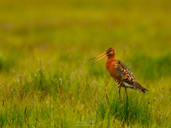 _IMG7069_1920Pixels_WM