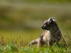 _IMG7497_1920Pixels_WM