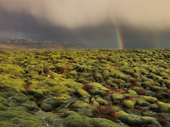 January Rainbow
