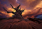 Marc Adamus