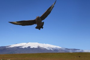 Great Skua and Öræfajökull.