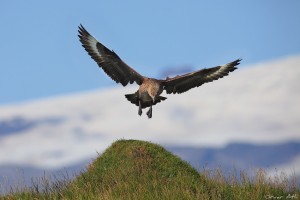 Great Skua and Öræfajökull.