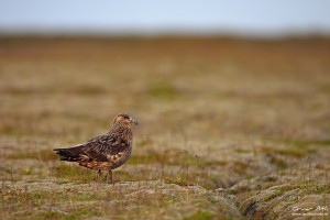 The great Skua resting the late evening sun.