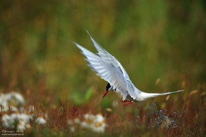 Arctic Tern landing near its hidden chick.