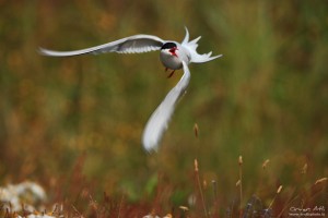 Angry Arctic Tern ready to strike.