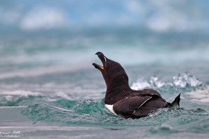 Razorbill calling for its chick.