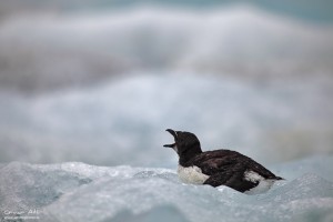 Bewildered Razorbill chick screaming for its parents at Jökulsárlón.