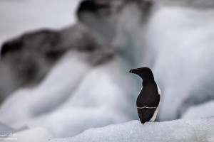 Short moment of peace. Razorbill at Jökulsárlón.