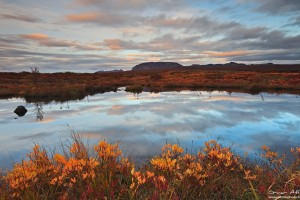 Evening Light Reflected in a Pond at Þingvellir National Park in Fall Colors.