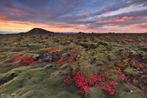 Blueberry grass fall colors at sunset. Icelandic Lava Field.