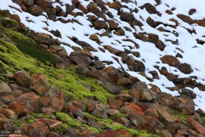 Green and Frozen, geothermal heat in Landmannalaugar.