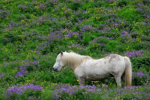 One Happy Horse