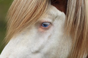 Blue Eyed Horse