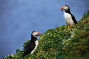 Puffin Closeup