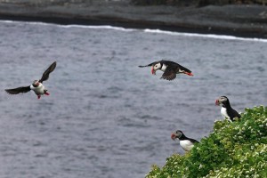 Puffins in Flight