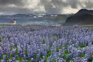 Snæfellsnes Lupine Church