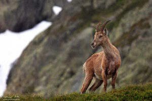 Female alpine Ibex.