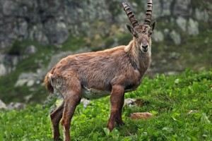 Male alpine Ibex.