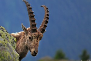 Male alpine Ibex.