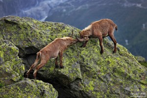 Two adolescent male alpine Ibex´s fighting.