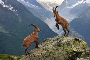 Two adolescent male alpine Ibex´s fighting.