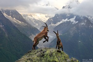 Two adolescent male alpine Ibex´s fighting.