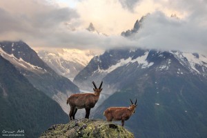 Two adolescent male alpine Ibex´s fighting.