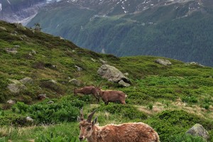 Group of alpine Ibex