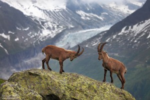 Alpine Ibex fighting near Chamonix, France.