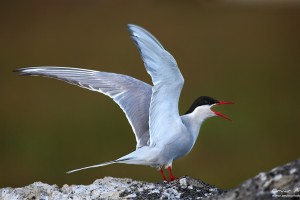An angry Arctic Tern at Vík.