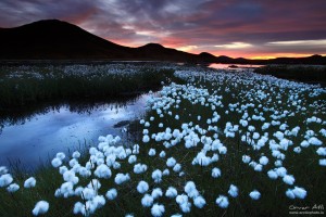 Landmannalaugar and Cutton grass.