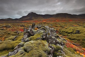 Vífilfell Lava Fields in Fall Colors